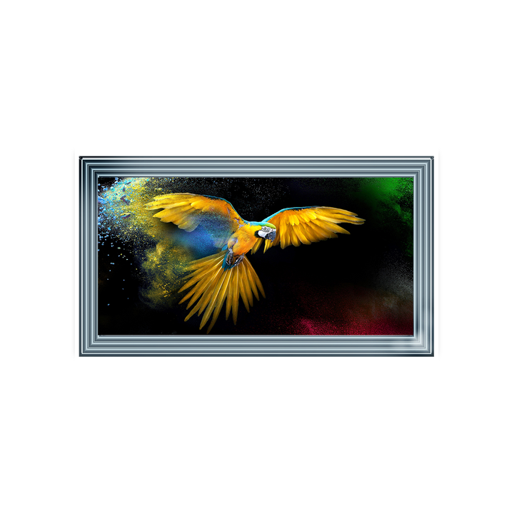 AN311 Rainbow parrot