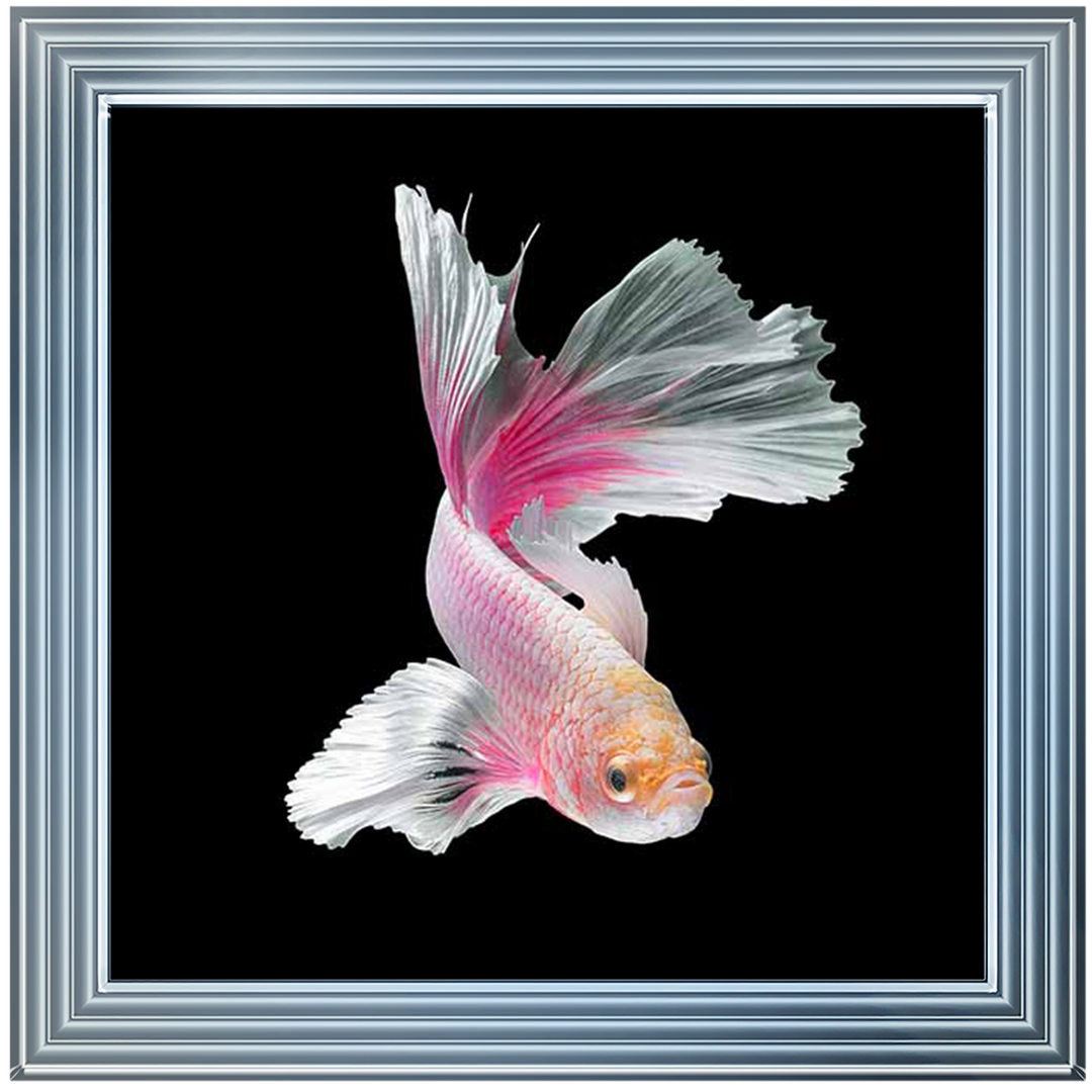 Pink & White Betta Fish |