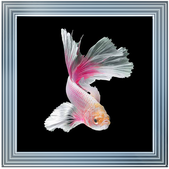 Pink & White Betta Fish |