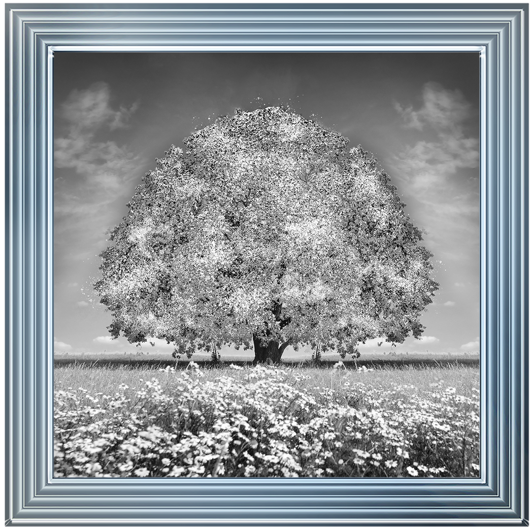 LS276 White Oak Tree
