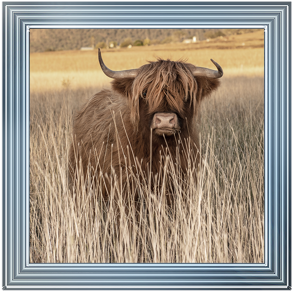 AN257 Highland Cow