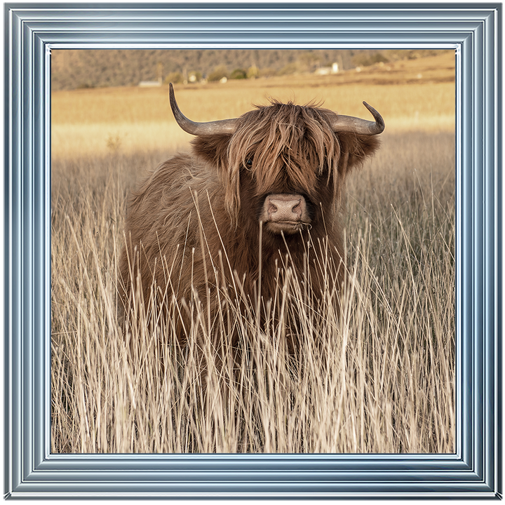 AN257 Highland Cow