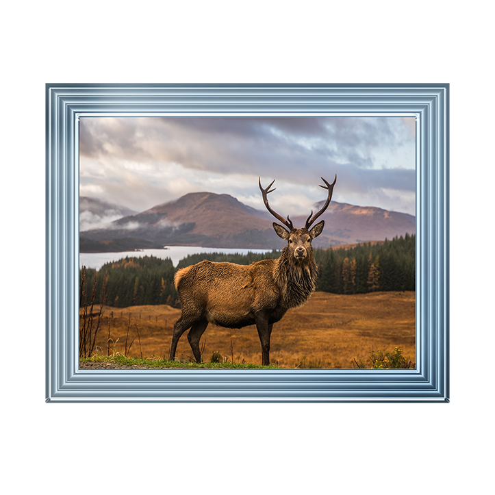 AN066 Highland Stag