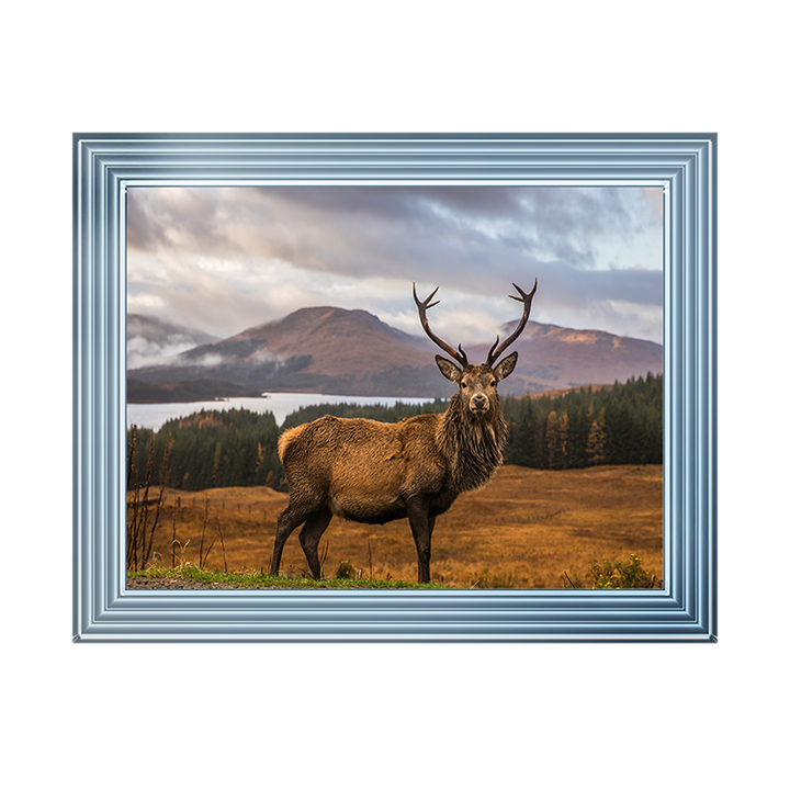 AN066 Highland Stag