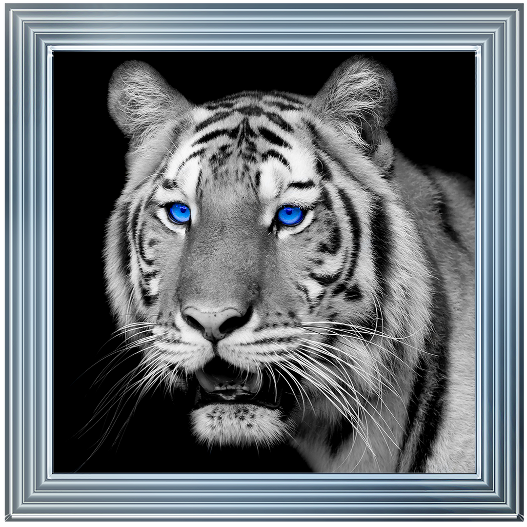AN005 Blue Eyed Tiger