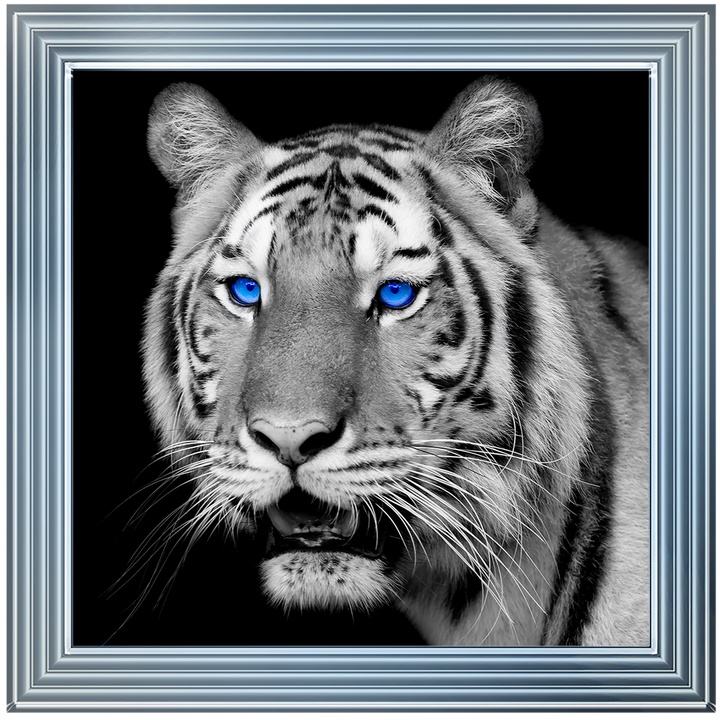 AN005 Blue Eyed Tiger