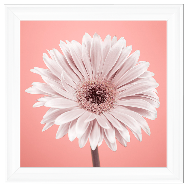 FL056 Single Gerbera Nude pink 1