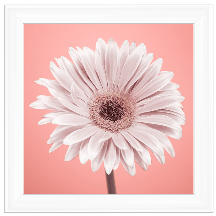 FL056 Single Gerbera Nude pink 1
