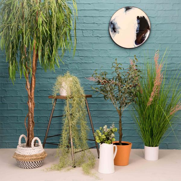Ravelin Eucalyptus (Pack of 6)