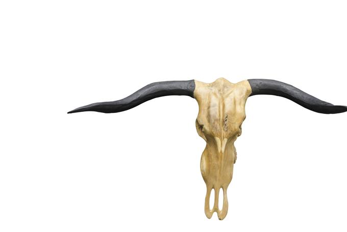Ulvane Hutning Trophy - Buffalo Black Horns