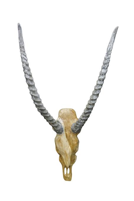 Ulvane Hunting Trophy - Antelope Grey Horns