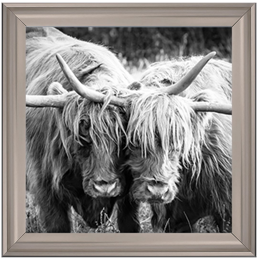 AN282 Highland Cow Love