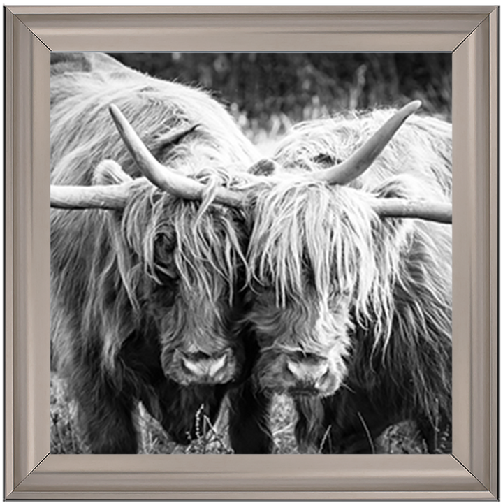 AN282 Highland Cow Love