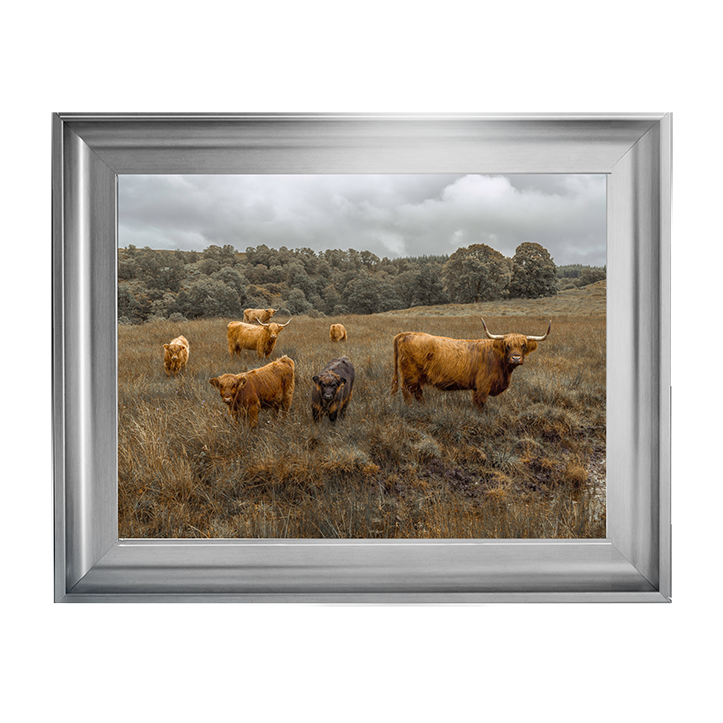 Highland Cows Colour
