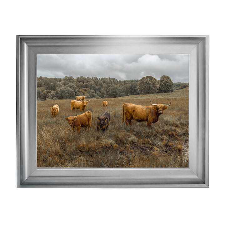 Highland Cows Colour