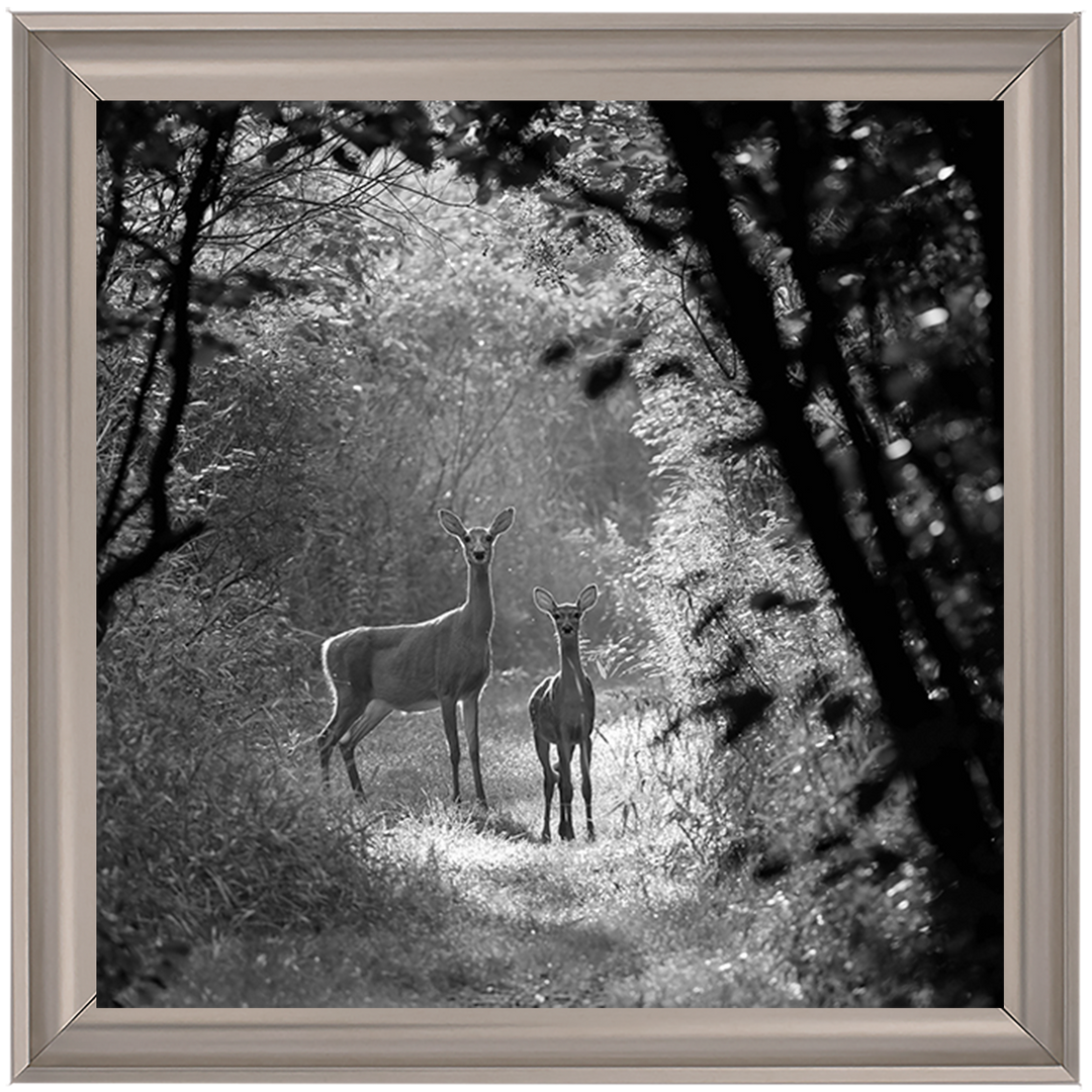 Single Deer