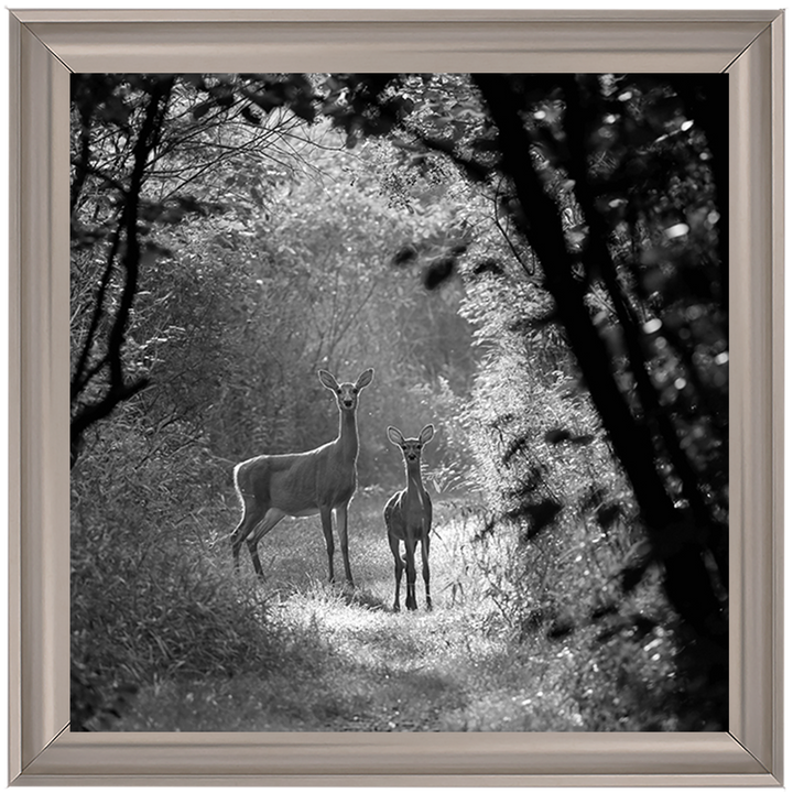 Single Deer