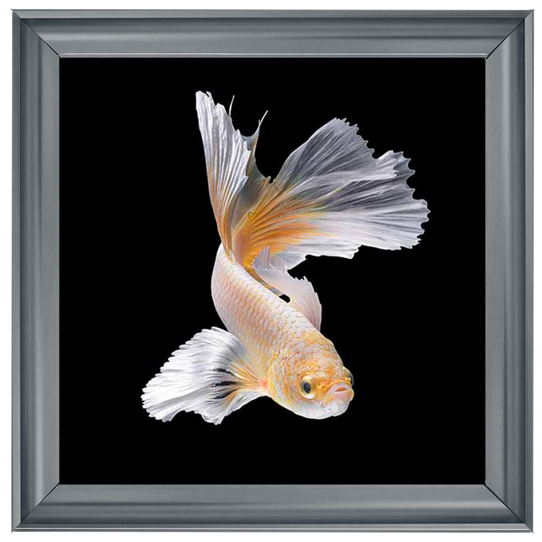 Orange & White Betta Fish |