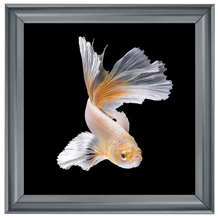 Orange & White Betta Fish |
