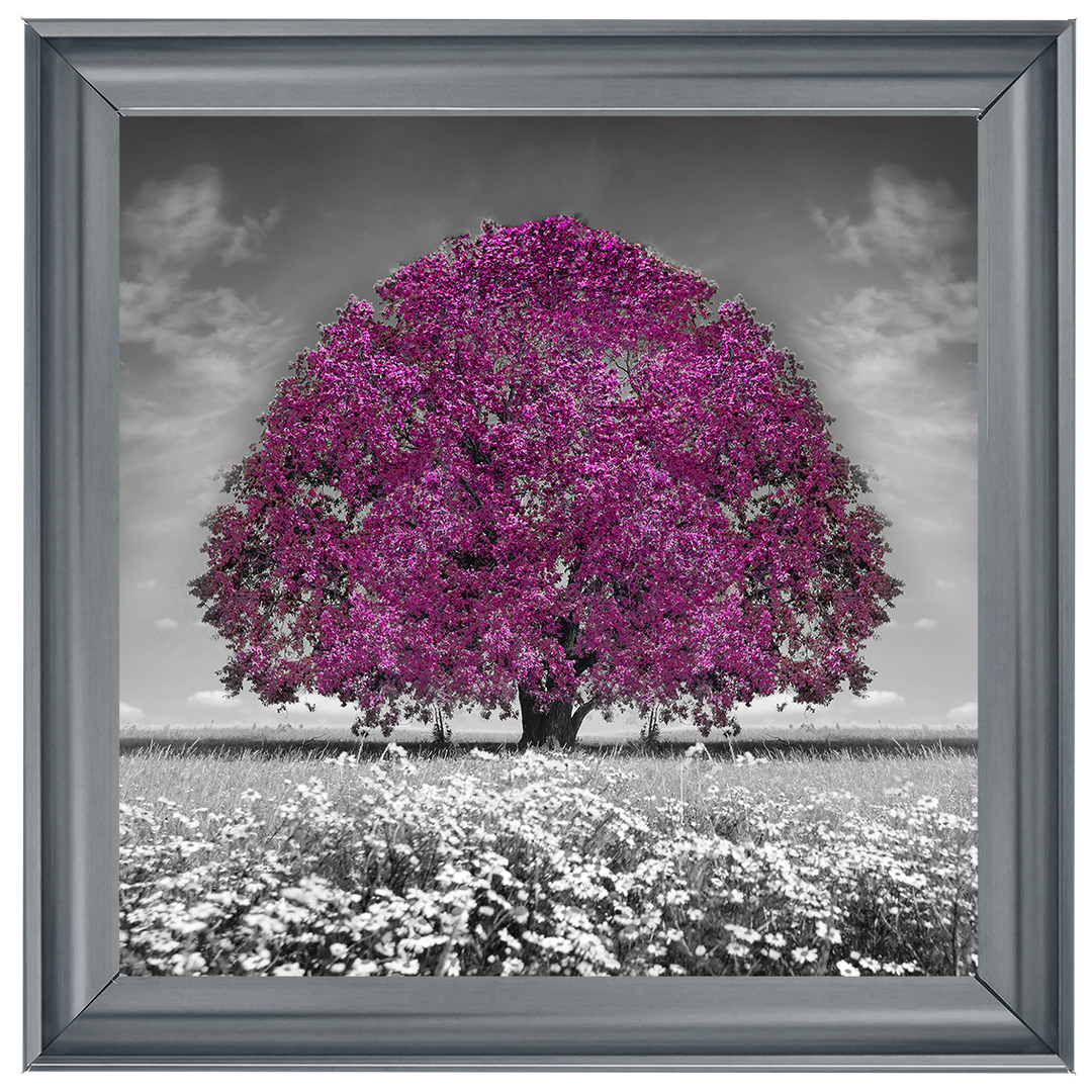 LS271 Purple Oak Tree