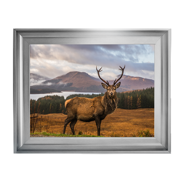 AN066 Highland Stag