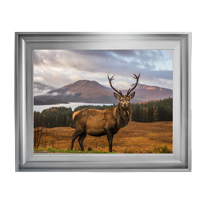 AN066 Highland Stag
