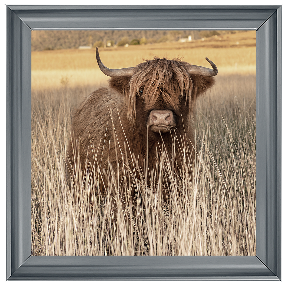 AN257 Highland Cow