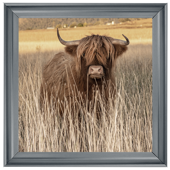 AN257 Highland Cow