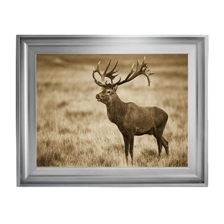 AN064 Red Deer stag, Cogenhagen, Denmark