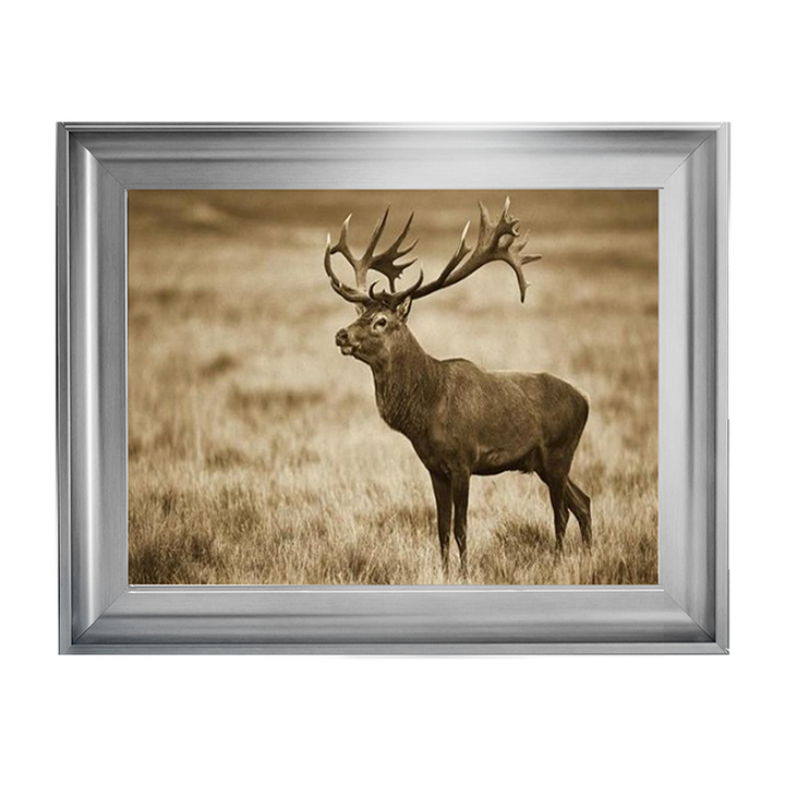 AN064 Red Deer stag, Cogenhagen, Denmark