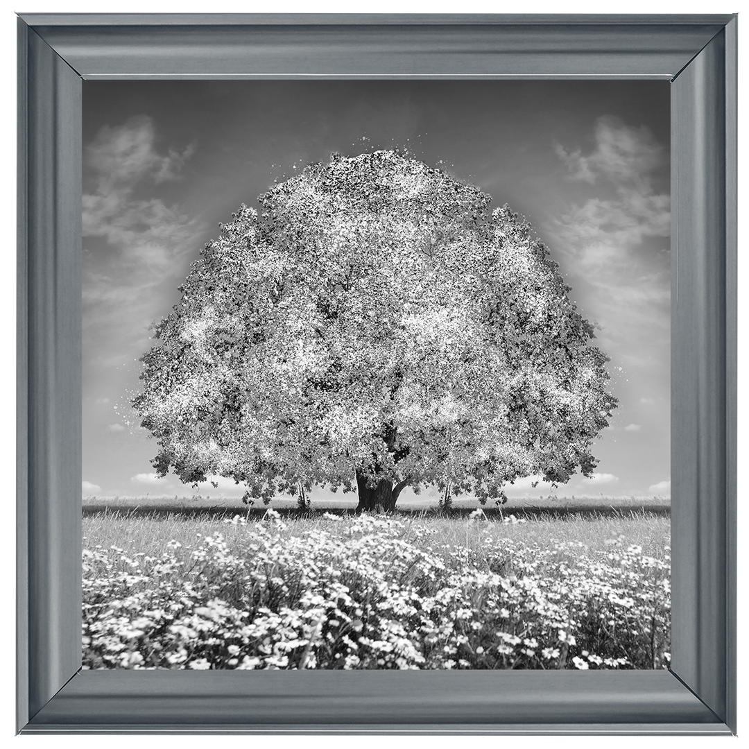 LS276 White Oak Tree