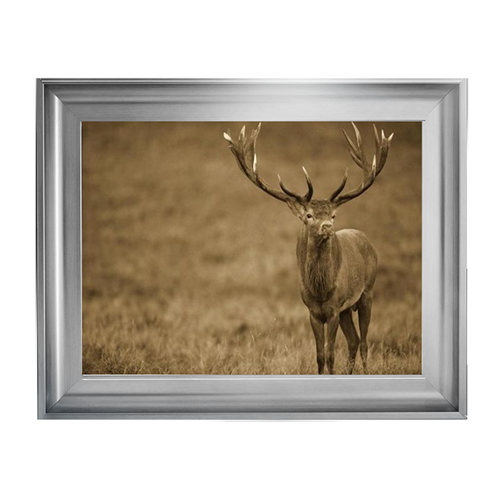 AN065 Red Deer stag in autumn rutting season, Denmark