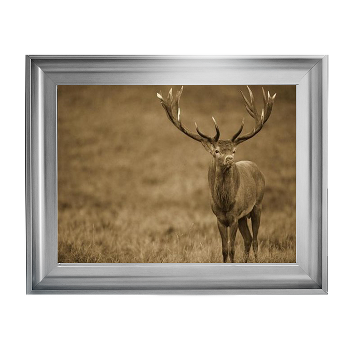 AN065 Red Deer stag in autumn rutting season, Denmark