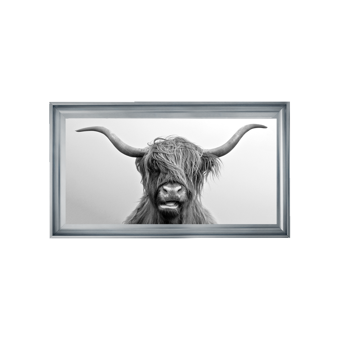 Highland Cow