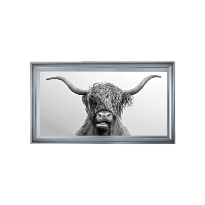 Highland Cow