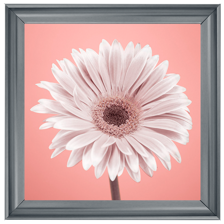 FL056 Single Gerbera Nude pink 1