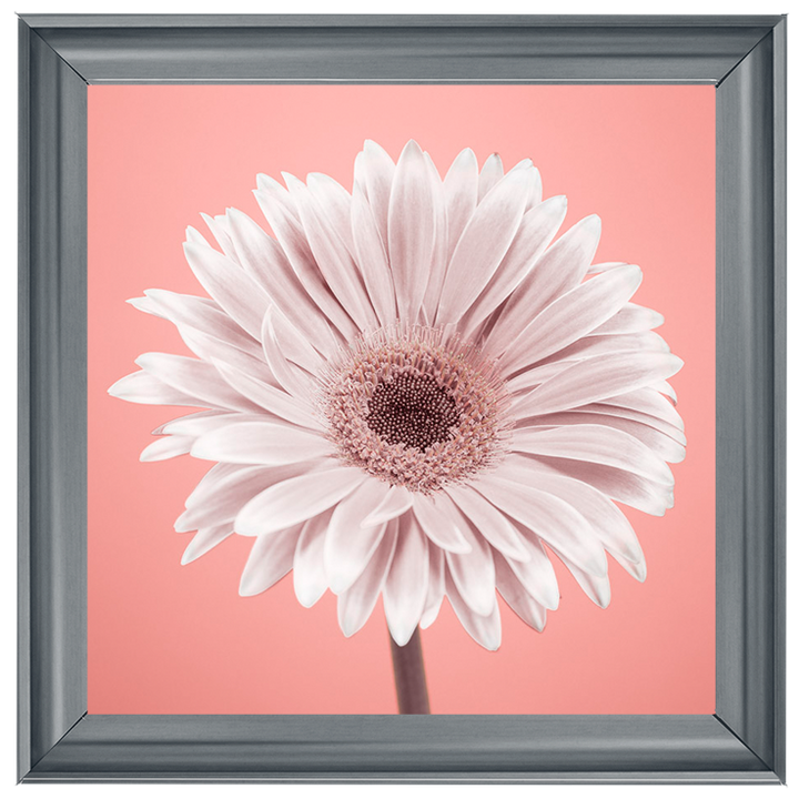 FL056 Single Gerbera Nude pink 1