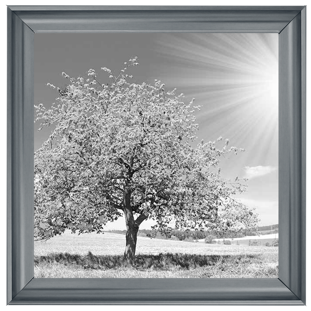 LS296 Black & White Lone Tree