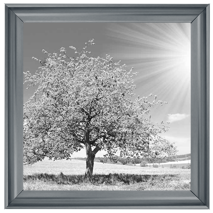 LS296 Black & White Lone Tree