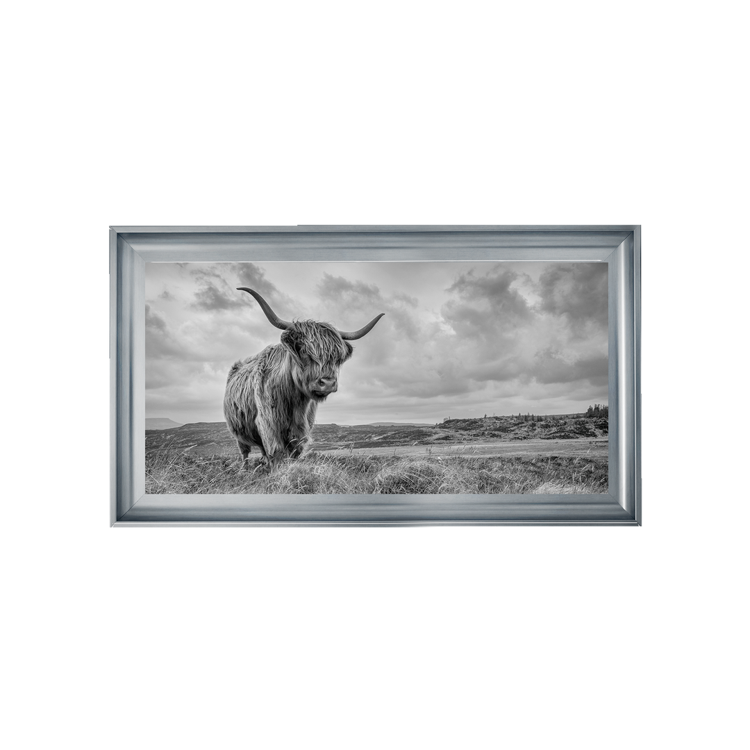 Highland Cow II