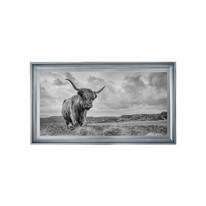 Highland Cow II