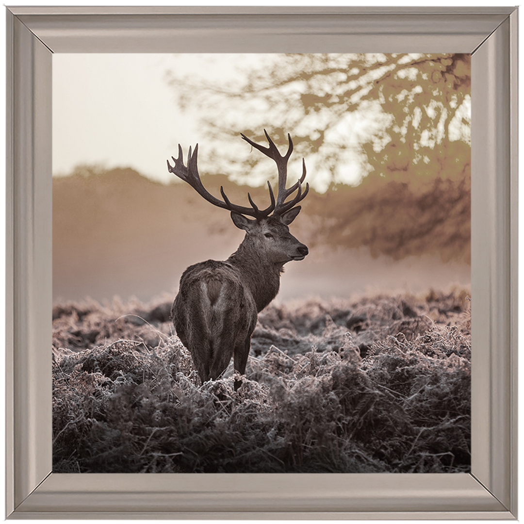 Single Stag