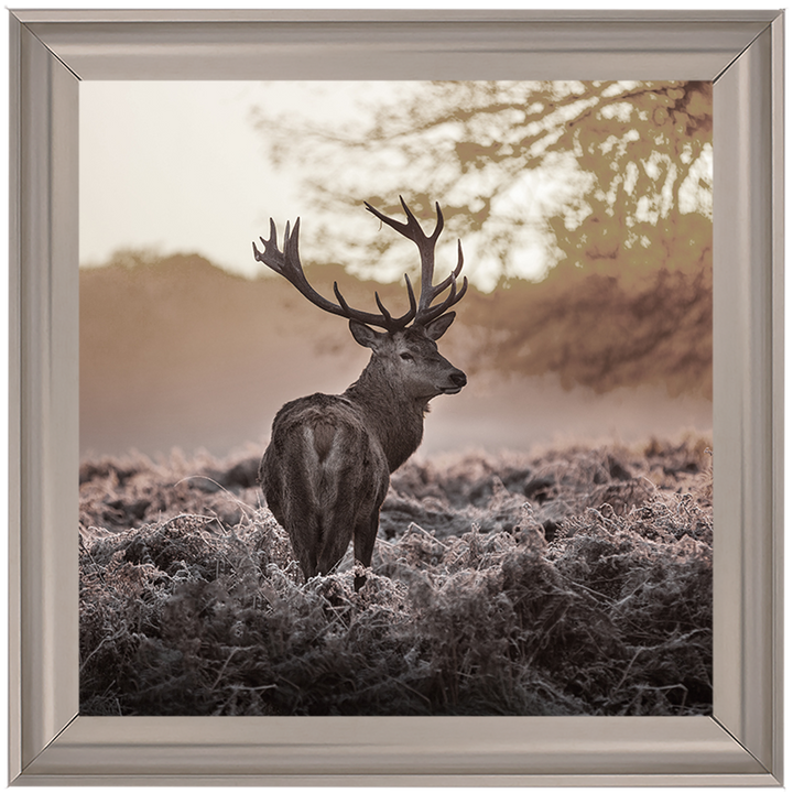 Single Stag