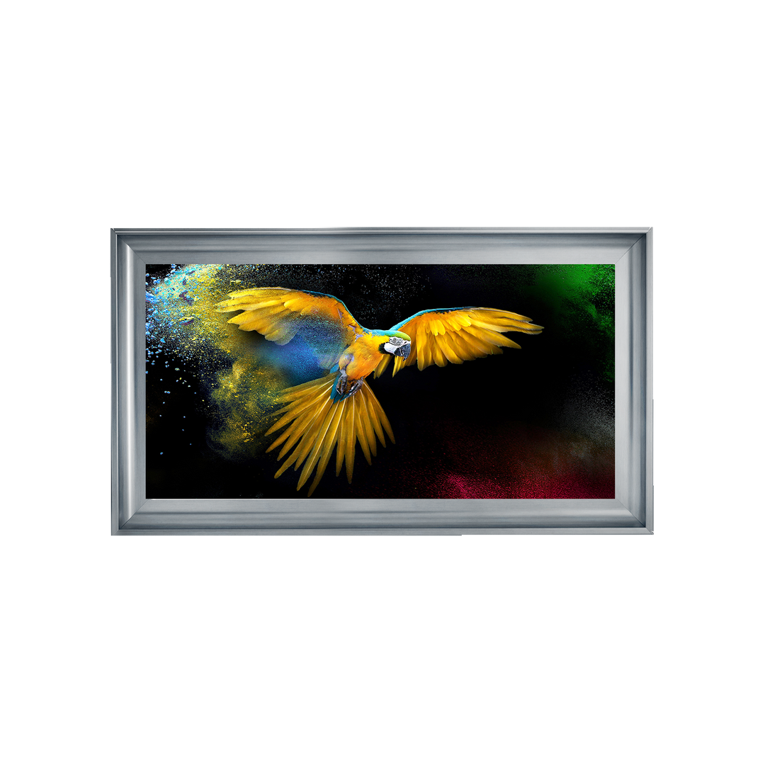 AN311 Rainbow parrot