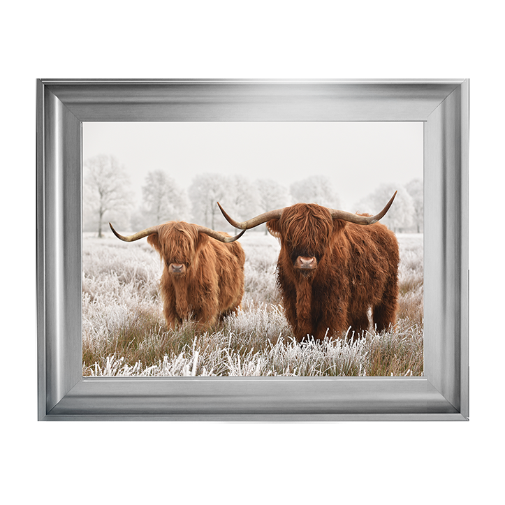 Highland Cow pair