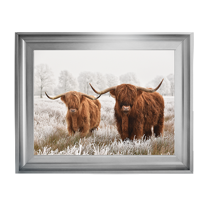 Highland Cow pair