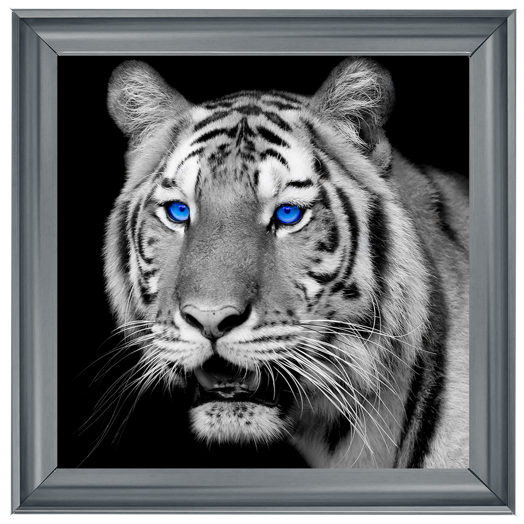 AN005 Blue Eyed Tiger