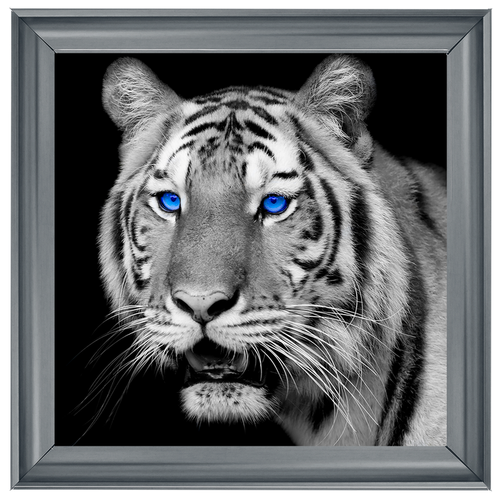 AN005 Blue Eyed Tiger