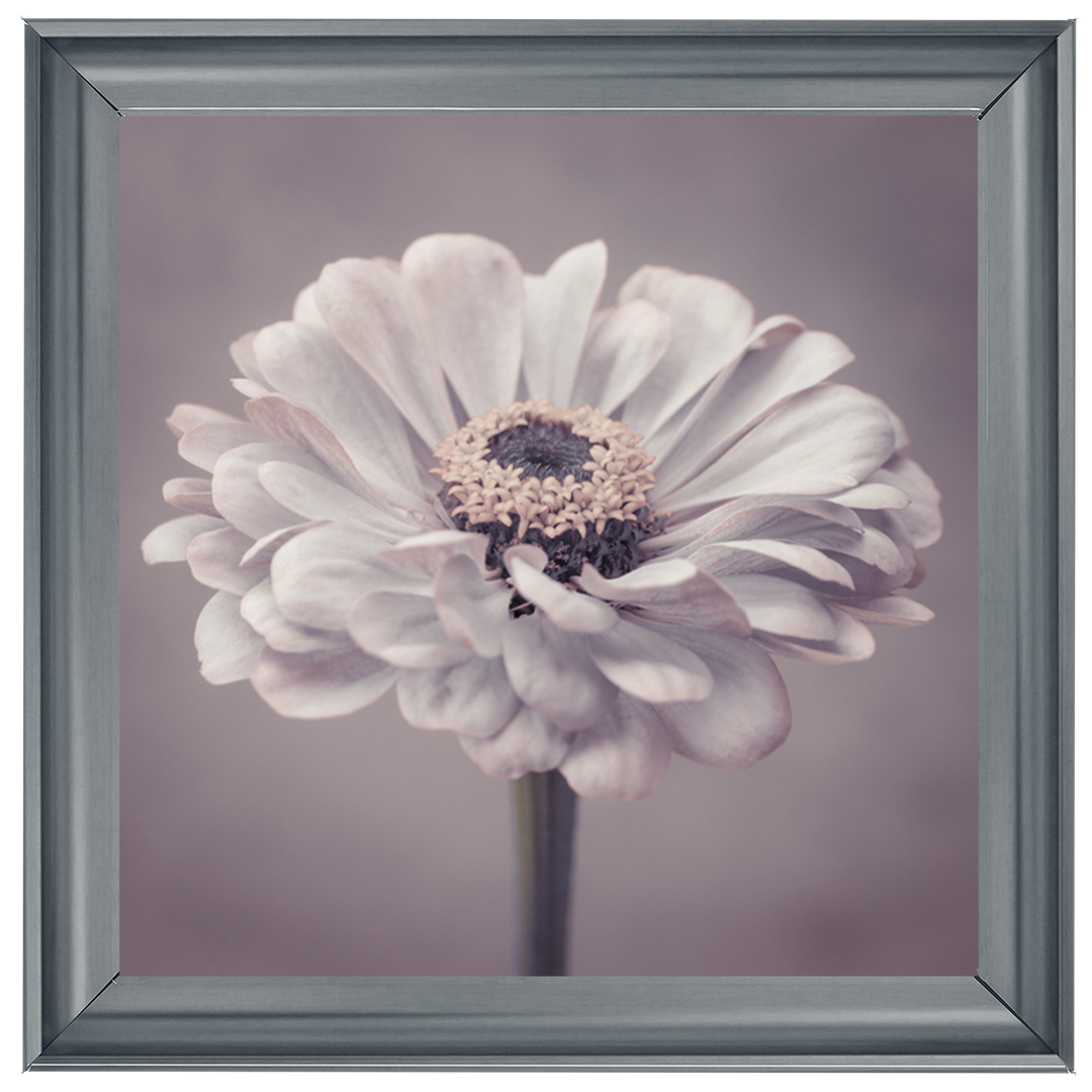 FL150 Gerbera