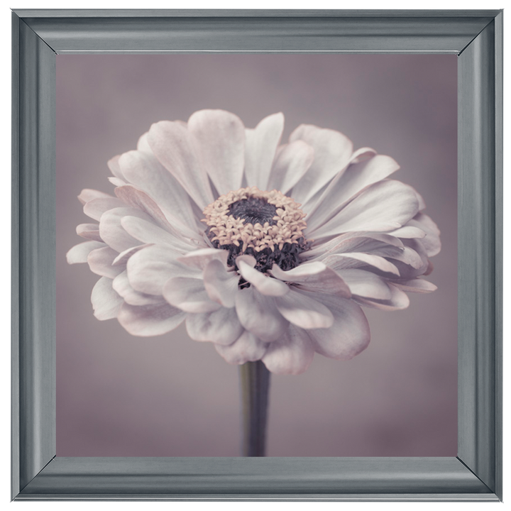 FL150 Gerbera